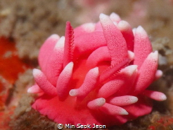 Hiro's sea slug by Min Seok Jeon 